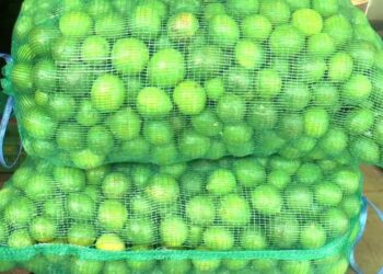 Reanudan corte y empaque de limón en Buenavista, pero persisten extorsiones