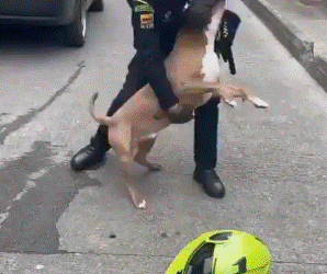 Policía mata a perro en medio de operativo