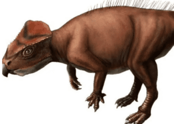 Encuentran fósil de nuevo dinosaurio con cuernos
