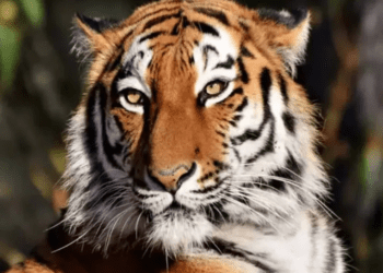 Tigre anda suelto en El Atorón, Sinaloa