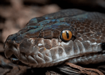 Enorme pitón atrapa a mujer tailandesa y la aprieta por 2 horas