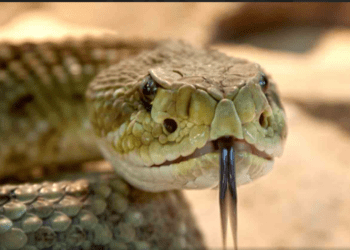 En México, estas son las sanciones por capturar o matar serpientes protegidas