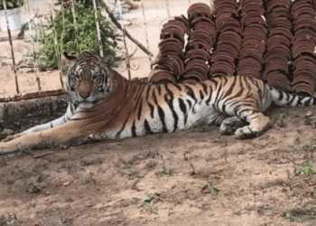Rescatan a tigre de bengala en Sinaloa, fue abandonada tras enfrentamientos