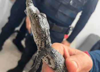 Rescatan a cocodrilo bebé en la estación Río de los Remedios del Metro CDMX