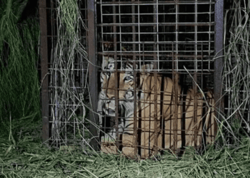 Capturan a tigre que escapó de zoológico de Reynosa