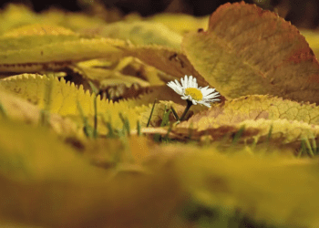 Rituales para limpiar energías en el equinoccio de otoño