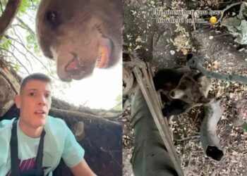 Un influencer sorprendió a un oso al entrar en su guarida