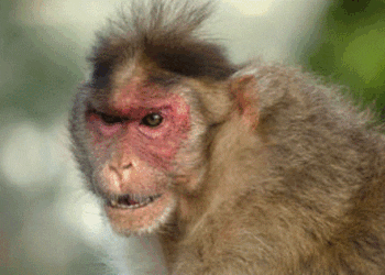 Manada de monos salva a niña de pedófilo