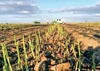 Informan sobre la muerte de 74 vaqueros en la zona fronteriza de Sonora