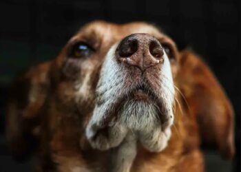 Un perro adoptado volvió solo al refugio al día siguiente