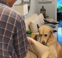 Perrito ayudar a cargar su propia cama como humano