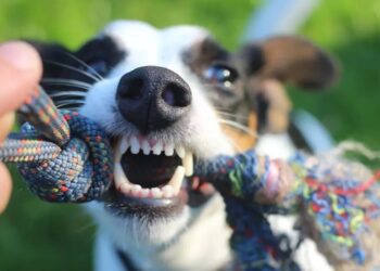 ¿Qué hacer si te muerde un perro? Sigue estos 7 pasos