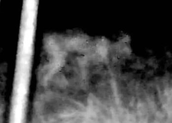 Criatura misteriosa aterroriza zona rural de Texas y desconcierta a expertos