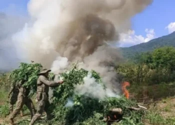 Destruyen plantíos de mariguana en Durango