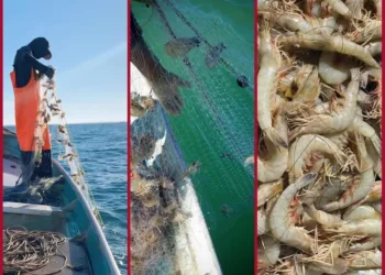 Comunidades pesqueras enfrentan dificultades por desplome en precios del producto