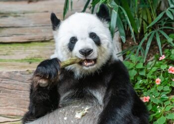 Dos pandas viajan de China a Washington