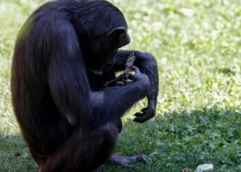 Chimpancé suelta el cuerpo sin vida de su cría tras cargarlo por siete meses