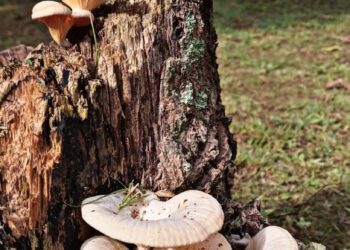 Hombre se corta su miembro tras comer ‘hongos mágicos’