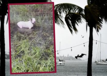 Rescatan a un perro amarrado antes del huracán Milton