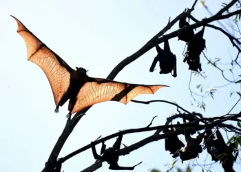 Niño muere por rabia; murciélago lo mordió mientras dormía