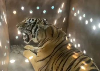 Abandonan a tigresa en enfrentamiento en Culiacán