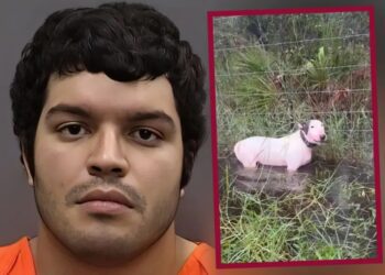 Arrestan al hombre que abandonó a un perro durante el huracán ‘Milton’