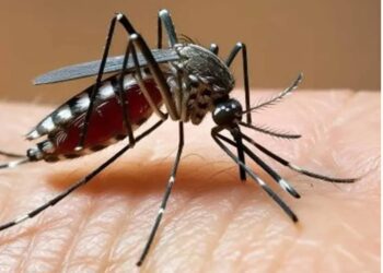 Alerta por casos de dengue en Chihuahua