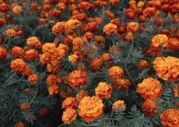 Celebración del Día de Muertos en áreas naturales protegidas de la CDMX