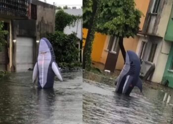 Avistan un tiburón en colonia de Veracruz tras fuertes lluvias