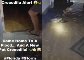 Una familia encontró un cocodrilo en la sala de su casa tras el huracán