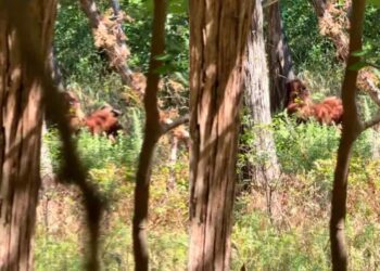 Intrigante video de Pie Grande es captado por excursionista