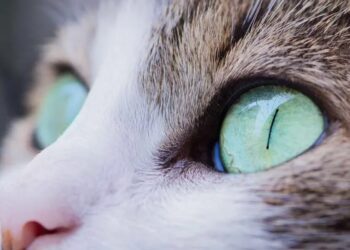 Gatito enciende el horno accidentalmente, casi causando un incendio