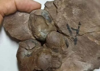 Encuentran huevos intactos de dinosaurio de 80 millones de años