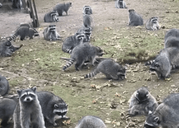 Mujer huye de su casa por invasión de mapaches