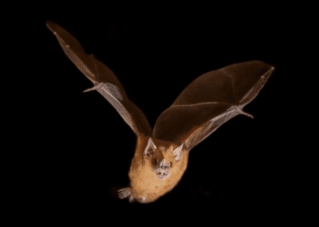 En Oaxaca, un hombre muere de rabia por mordedura de murciélago