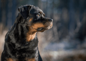 En México el secuestro de perros ha aumentado un 125% en los últimos 12 años