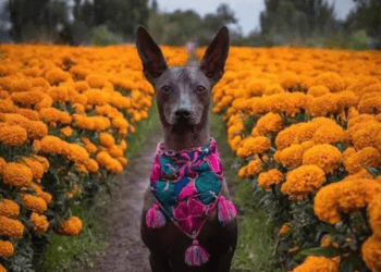 La mágica conexión del Xoloitzcuintle con el Día de Muertos