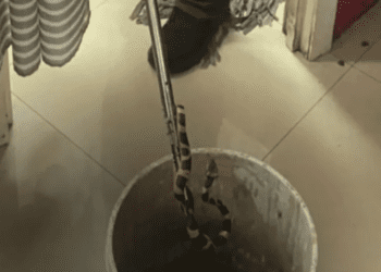 Atrapan serpiente dentro de un restaurante en Nuevo León