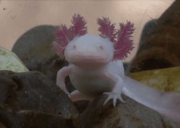 Los ajolotes de Xochimilco podrían desaparecer en 2025, afirma la UNAM