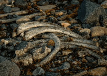 Encuentran restos de niños sacrificados hace 600 años en Perú