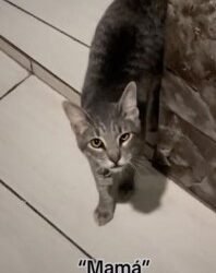 Mujer enseña a su gato a decir ‘mamá’