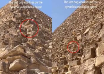 Perrito visto en la cima de la Pirámide de Giza, bajó solo