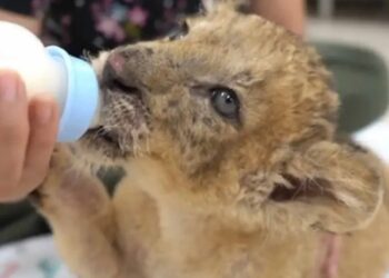 Rescatan a un cachorro de león en mal estado en Mérida