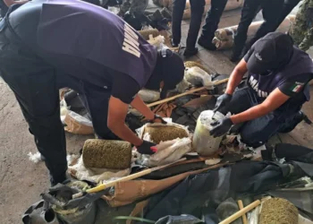 750 kilos de marihuana son confiscados en Veracruz