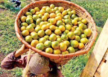 Plagas arrasan con 10 mil hectáreas de naranjos en Veracruz