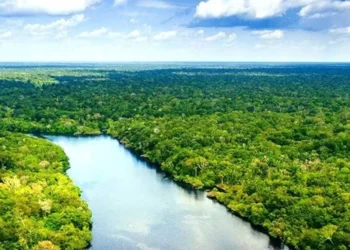 Reducción presupuestal para el sector ambiental en el PEF 2025