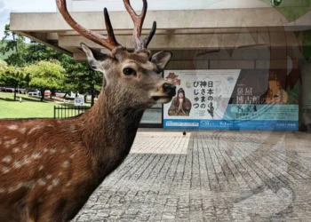Aumentan los ataques de ciervos en el Parque de Nara, Japón
