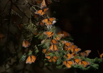 Ya puedes visitar los santuarios de mariposas en Edomex y Michoacán