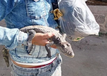 Detienen a joven que paseaba con cría de cocodrilo