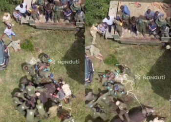 Rinoceronte revive tras realizarle RCP